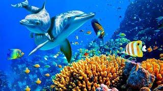 Soothing music therapy, therapeutic music, stress relief massage music relaxing