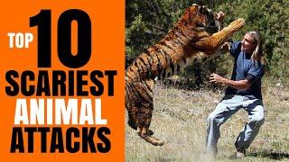 Top 10 SCARIEST ANIMAL ATTACKS