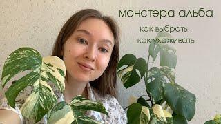 Монстера альба как сохранить вариегатность? Говорим о мифах, уходе и выборе