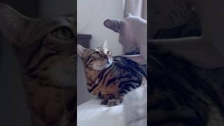 毛のない弟猫に噛みつかれる猫【ベンガル スフィンクス猫】