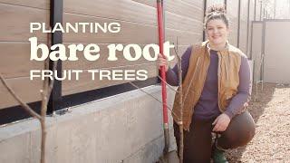 How to Plant Bare Root Fruit Trees & Start Your Backyard Orchard!