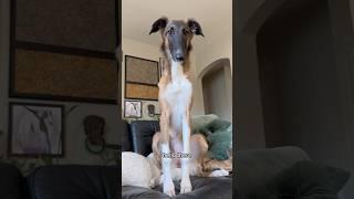 how to grow your snoot (an homage to how to care for your cermet) #howto #snoot #grow #borzoi #og