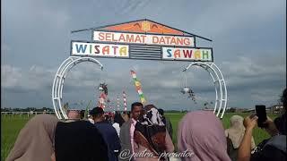 Wisata sawah, mane kareung, terpopuler 2020