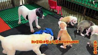 犬舍最小一窝斯塔福胆量大，勇往直前对战加纳利，逮谁咬谁真凶猛 2