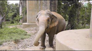 Malee's Transformation: From Chains to Freedom at Elephant Nature Park - ElephantNews