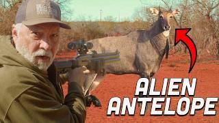 I Shot a WEIRD Antelope with a 50 Cal Air Gun!! | CRAZY Exotic Hunt in Texas! [Part 2]