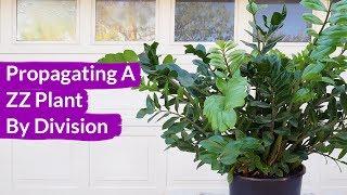 How To Propagate A ZZ Plant By Division / Joy Us Garden