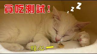 【豆漿實測】 趁貓咪睡覺時放點心　結果會...?