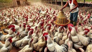 How Farmers Raise Thousands Of Galo Indio Gigante ( Brazilian Giant Chicken )