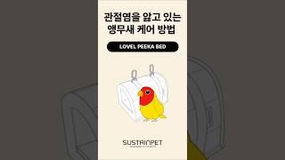 관절염을 앓고 있는 앵무새 케어 방법,  9년차 앵집사의 이야기 (C) 2025 SUSTAINPET Co. All Rights Reserved.