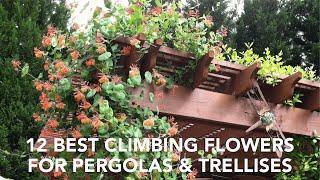 12 Best Climbing Flowers for Pergolas and Trellises