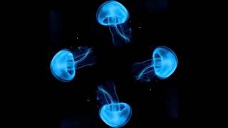 10 hour Jellyfish Hologram