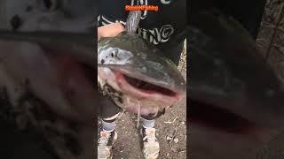 This Catfish Mouth Was Wide Then a Mug!