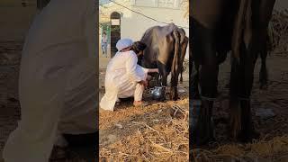 #animals #lovers #vetinfo #treatment #dairyfarming #medicine #shorts #video