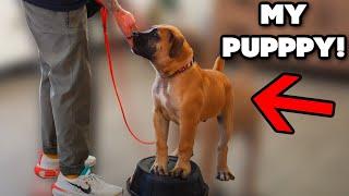 How I got my stubborn "puppy" to listen to me no matter what!