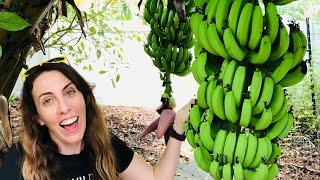 Banana Plant Care | Growing Bananas is Easy