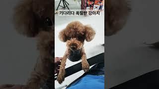 개인 소장용 쇼츠