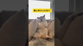 【乗り物好き犬】柴犬大御所の好きな乗り物集めてみたら貫禄が凄過ぎた#柴犬#乗り物#おもしろ #shorts #shortvideo #youtubeshorts