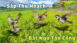 Thế Nhân || Xót Xa Trước Ruộng Lúa Thử Nghiệm Đang Chín Bất Ngờ Bị Đàn Chim Lạ Phá Hoại