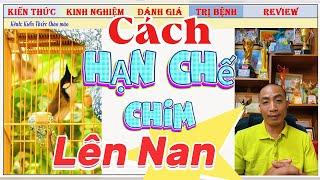 Làm sao để hạn chế Chim Chào mào lên Nan khi thi Đấu hiệu quả cao, ít ai chia sẻ cho bạn