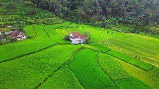 Bikin Ingat MantanKampung Ini Indahnya Kelewatan Ada Rumah Di Tengah Sawah | Pedesaan Jawa Barat