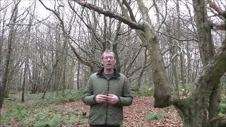 Bushcraft uses for hornbeam