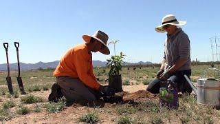Planting Stone Fruit in Arizona | #farmwithme