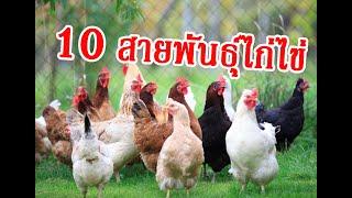 10สายพันธุ์ไก่ไข่ (น่าเลี้ยง)