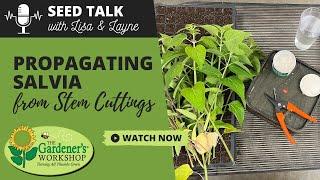 Seed Talk #39 - Propagating Salvia from Stem Cuttings