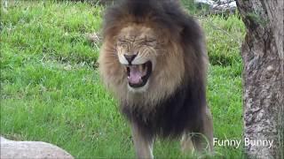 Laughing Lion