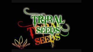 Tribal Seeds Beautiful Mysterious