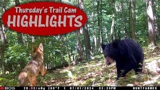 Who MESSED with My Camera? 3 Months in the Mountains: Thursday's Trail Cam Highlights: 8.8.22