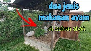 [Episod1175] sepetang mengurus makanan ayam di kebun abah