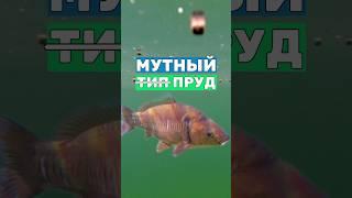 Пруд с прозрачной водой и рыбами: что важно учесть? Естественный пруд и искусственный пруды, отличия