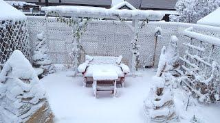 FIRST SNOW STORM | HOW BEAUTIFUL IT LOOKS LIKE IN THE BACKYARD GARDEN | RELAXING WINTER GARDEN TOUR