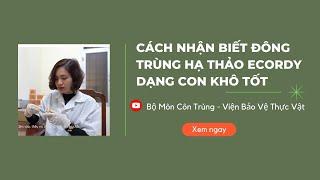 Cách nhận biết đông trùng hạ thảo dạng con khô tốt|Đông trùng hạ thảo Ecordy viện Bảo vệ thực vật