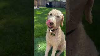 This is a three second song #song music #dog #buddy #goldendoodle #cute #dogball #cutedog