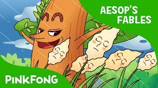 The Oak and the Reed | Aesop's Fables | PINKFONG Story Time for Children