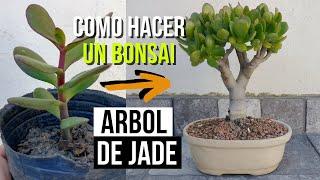 How to make a jade tree bonsai - Crassula ovata