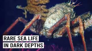 Discovering Strange Sea Creatures Hidden in the Dark Depths of the Ocean | 4K |