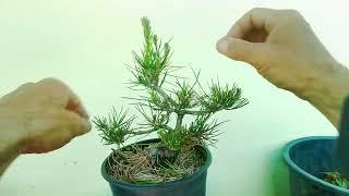 2 minute bonsai, pines #2