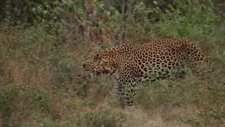 Game Drive Sighting: Leopard exploring the grounds of Yala National Park