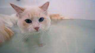 How to Get your Cat Used to Water (4 Step Tutorial) | The Cat Butler