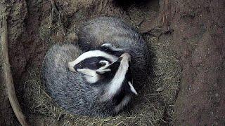 Badgers Secret World Uncovered By Hidden Cameras | Discover Wildlife | Robert E Fuller