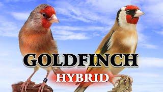 Goldfinch  Mule 12h Singing - 100% Goldfinch Song