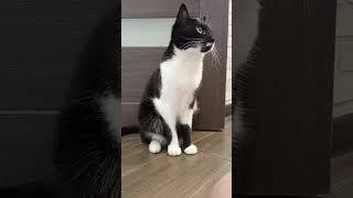 дорогуша устали морально. #мурка#котик#юмор#шортс#2025 .