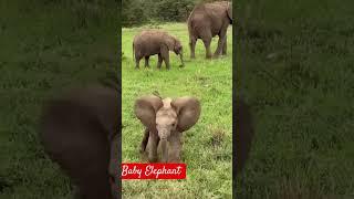 Baby Elephant Short video #elephant #babyelephants #wildanimals