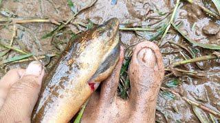 MANCING BELUT MONSTER BERUSIA 5 TAHUN