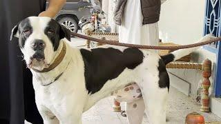 İNGİLTERE’DEN PAKİSTAN’A GETİRİLEN KÖPEKLER ! BULLY KUTTA ÇİFTLİĞİ VLOG