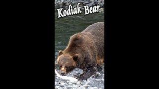  Kodiak Bear catching & eating Salmon  #Shorts